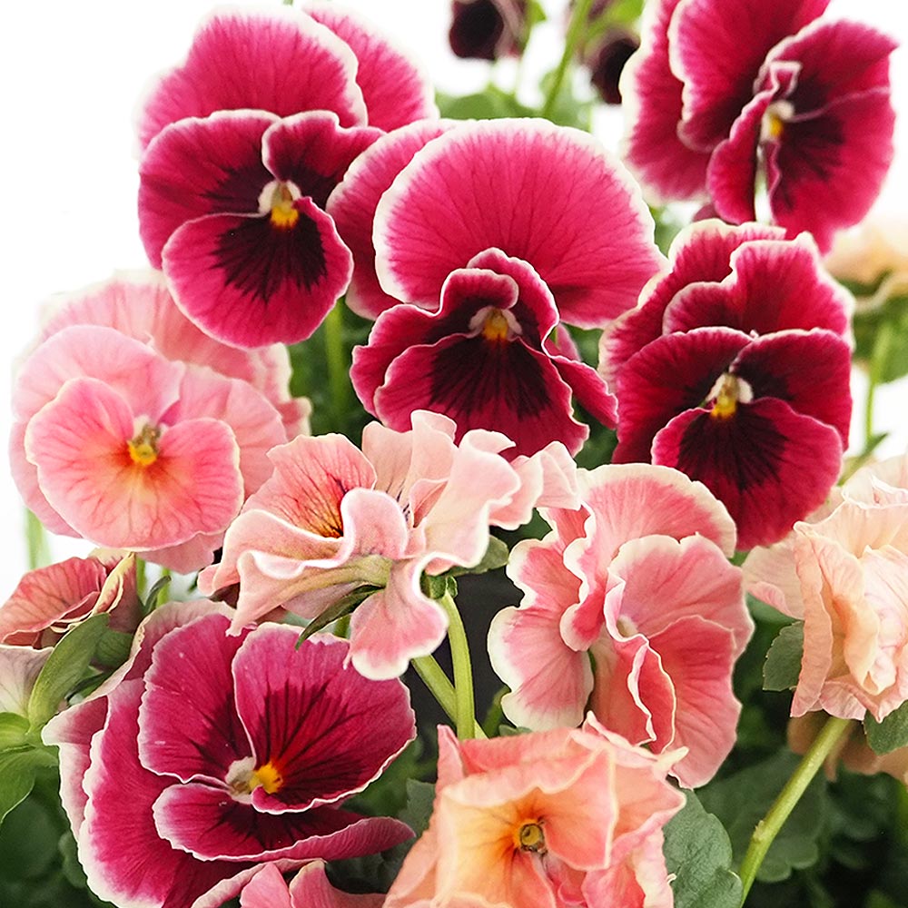 うえたコレクション パンジー・ビオラ シャルマンロゼ2個～ 【花苗 3.5号】