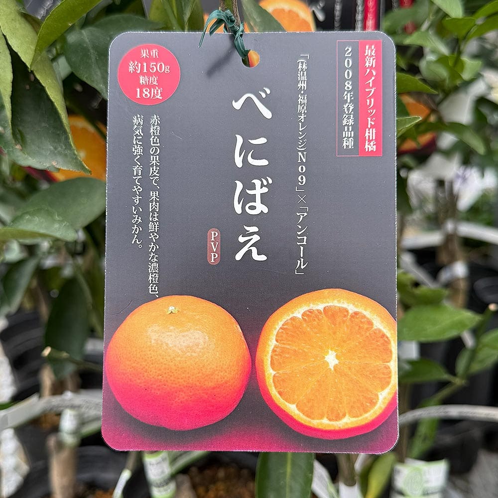 ハイブリット柑橘の苗 べにばえ 【果樹の苗木 4号／1個売り】