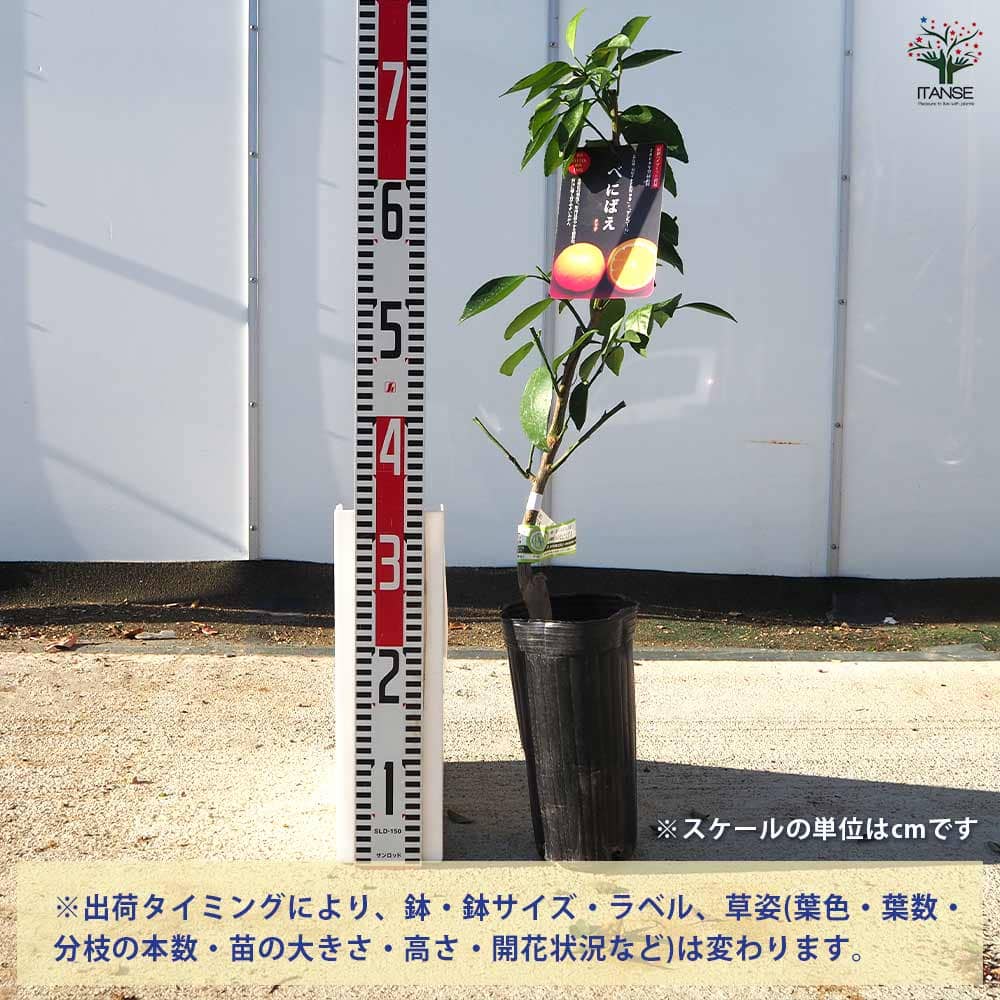 ハイブリット柑橘の苗 べにばえ 【果樹の苗木 4号／1個売り】｜ 【植物