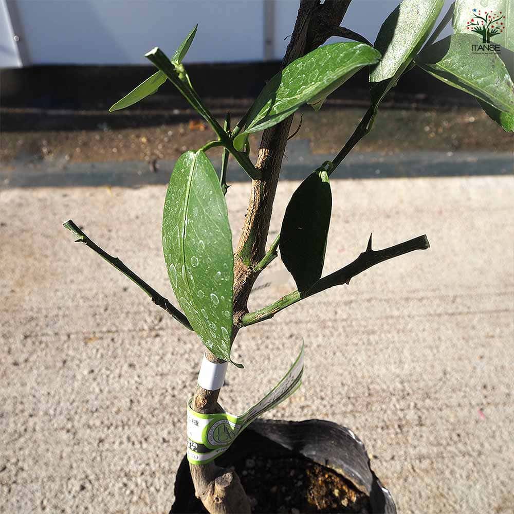 ハイブリット柑橘の苗 べにばえ 【果樹の苗木 4号／1個売り】｜ 【植物
