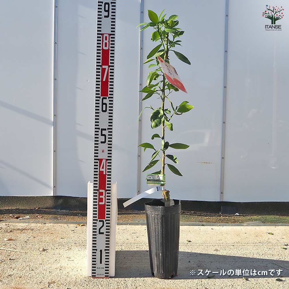 ハイブリット柑橘の苗 みはや 【果樹の苗木 4号／1個売り】｜ 【植物の