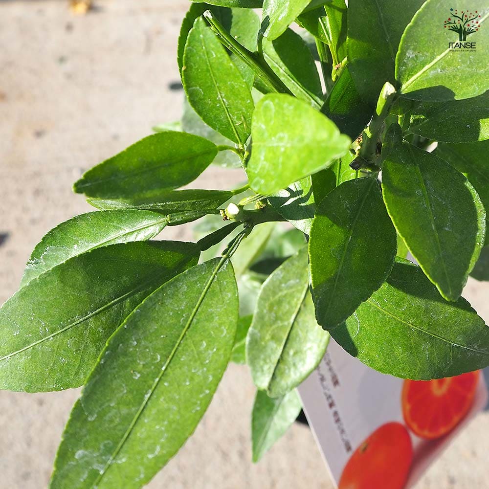 ハイブリット柑橘の苗 みはや 【果樹の苗木 4号／1個売り】｜ 【植物の