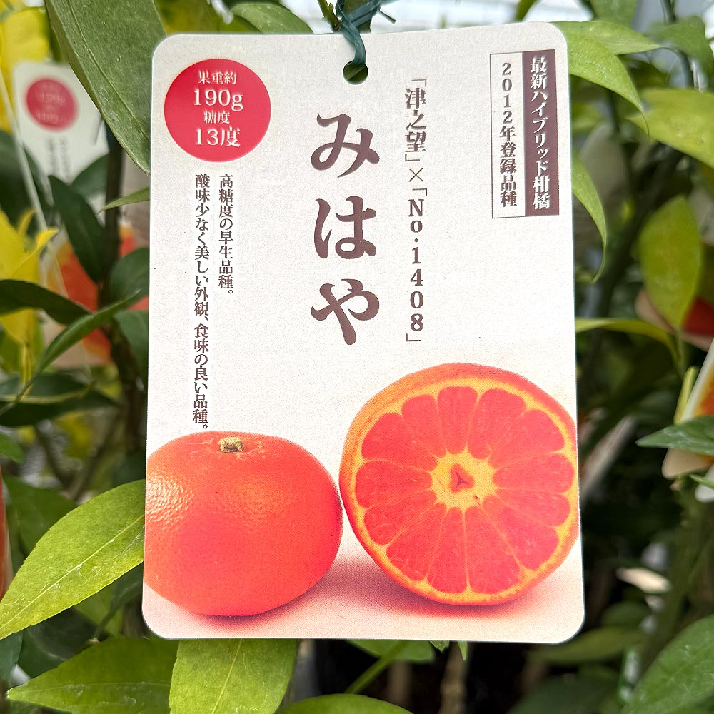 ハイブリット柑橘の苗 みはや 【果樹の苗木 4号／1個売り】