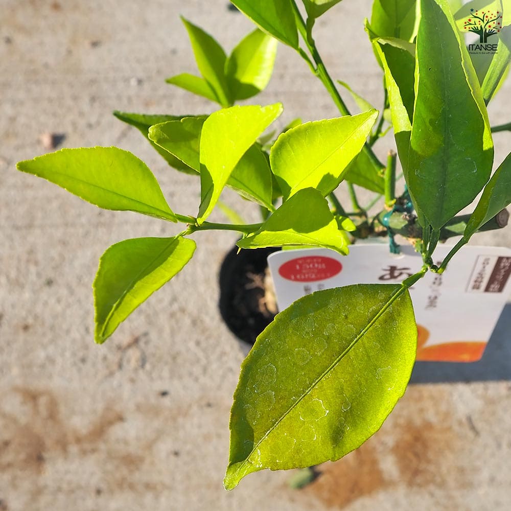 ハイブリット柑橘の苗 あすみ 【果樹の苗木 4号／1個売り】｜ 【植物の