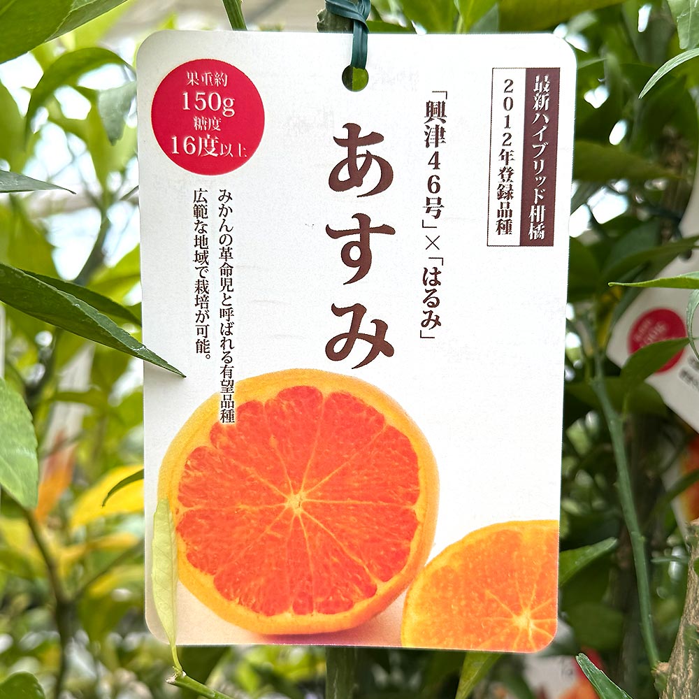 ハイブリット柑橘の苗 あすみ 【果樹の苗木 4号／1個売り】