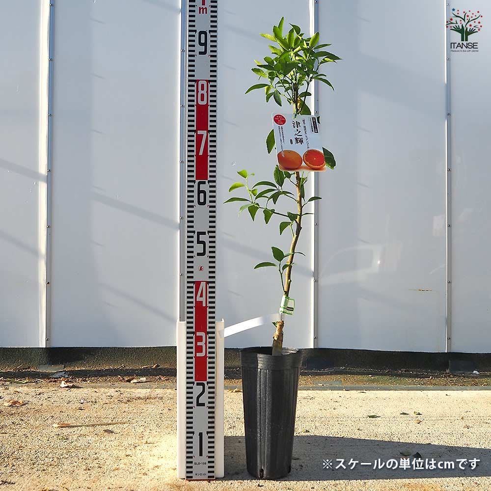 ハイブリット柑橘の苗 津之輝 【果樹の苗木 4号／1個売り】｜ 【植物の