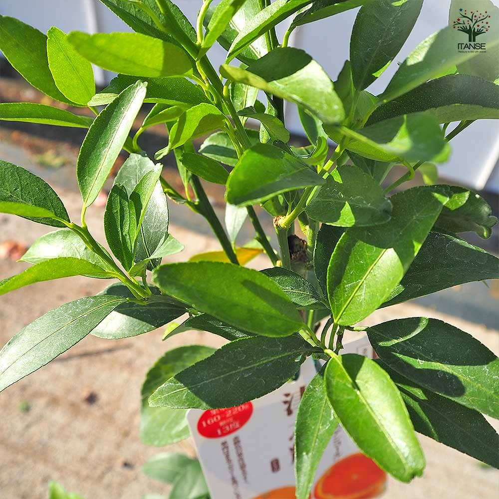 ハイブリット柑橘の苗 津之輝 【果樹の苗木 4号／1個売り】｜ 【植物の