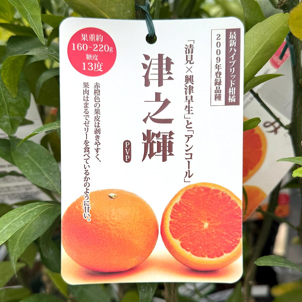 ハイブリット柑橘の苗 津之輝 【果樹の苗木 4号／1個売り】