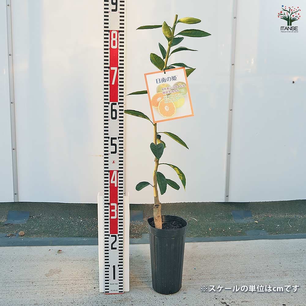 みかんの苗木 日南の姫 【果樹の苗木 4号／1個売り】｜ 【植物の