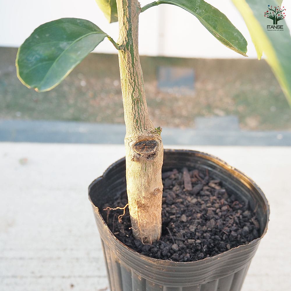 みかんの苗木 日南の姫 【果樹の苗木 4号／1個売り】｜ 【植物の