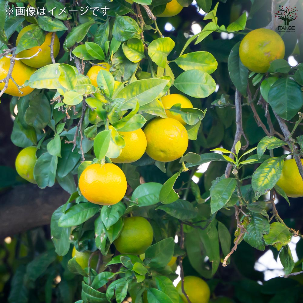 日南の姫　蜜柑苗木♪　実付き売れたら実無しが、届きますよ 日南の姫 蜜柑苗木♪ 実付き売れたら実無しが、届きます