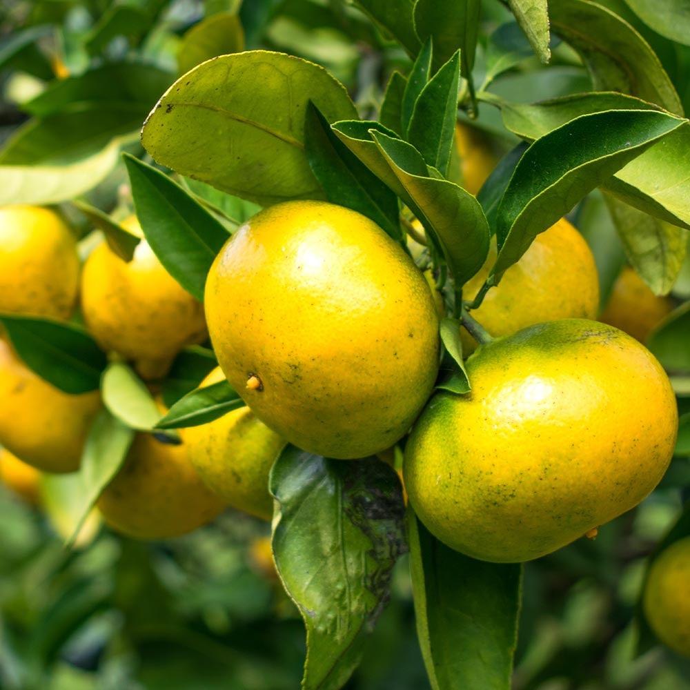 みかんの苗木 日南の姫 【果樹の苗木 4号／1個売り】