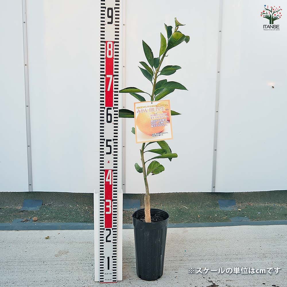 みかんの苗木 田口早生 【果樹の苗木 4号／1個売り】｜ 【植物の