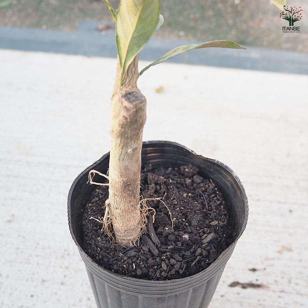 みかんの苗木 田口早生 【果樹の苗木 4号／1個売り】｜ 【植物の