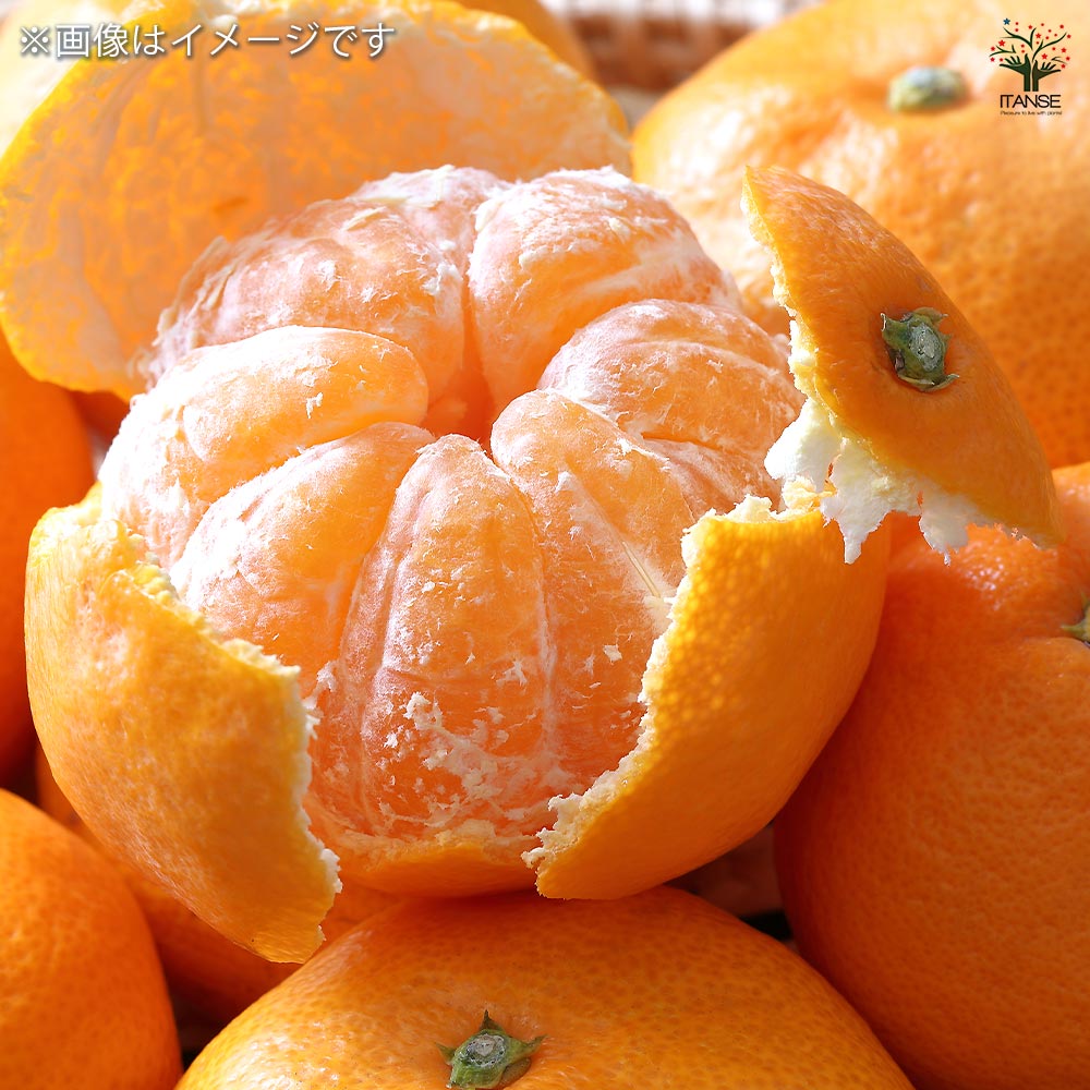 みかんの苗木 田口早生 【果樹の苗木 4号／1個売り】｜ 【植物の