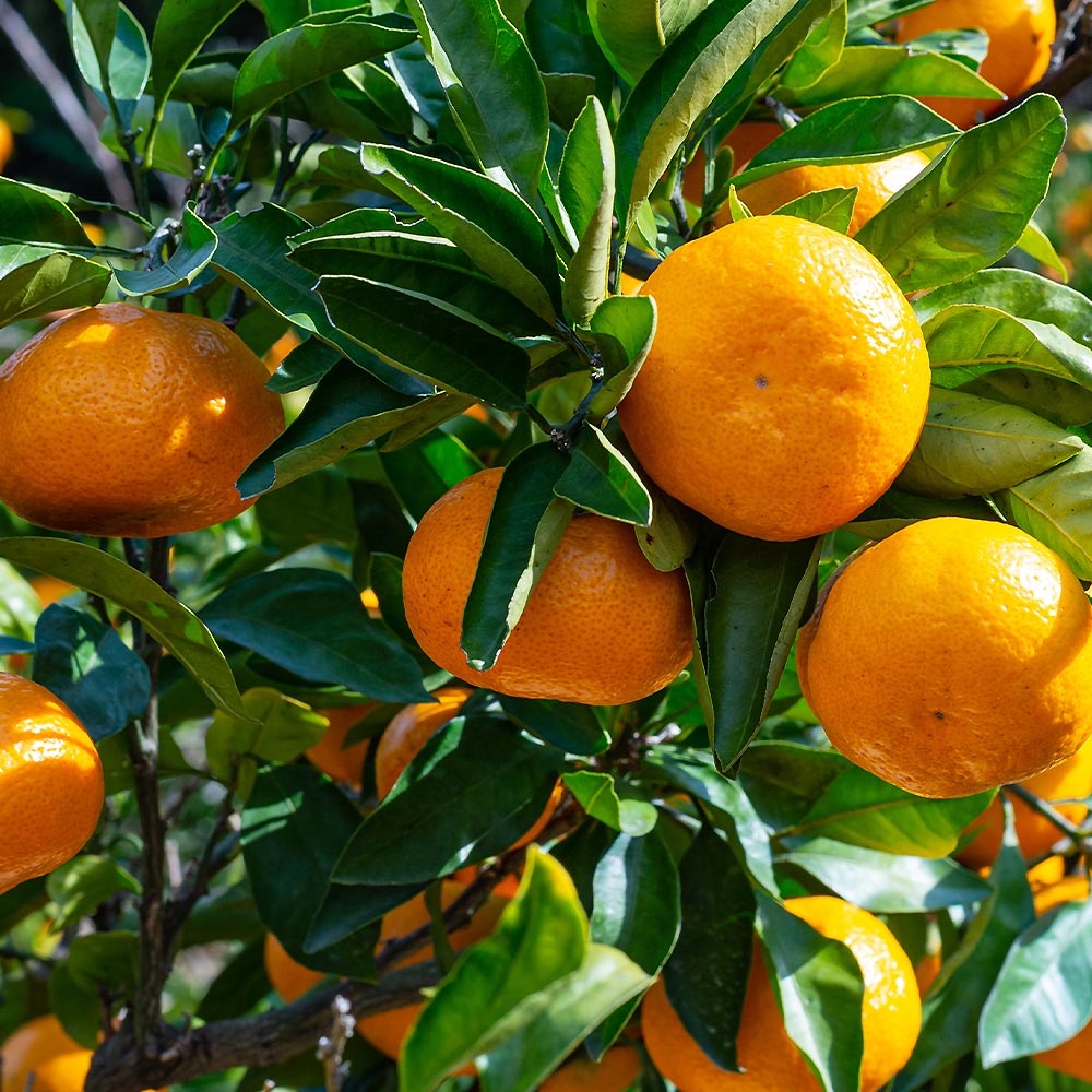 みかんの苗木 田口早生 【果樹の苗木 4号／1個売り】｜ 【植物の