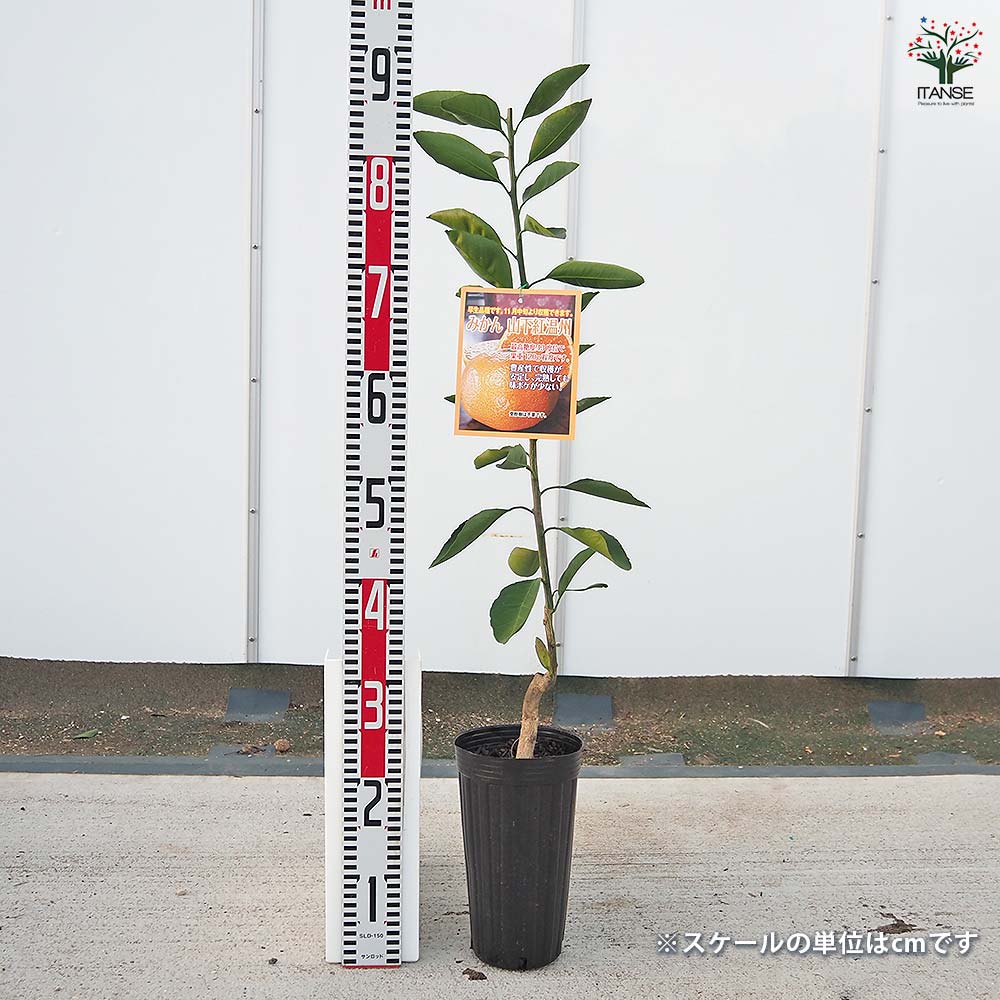 みかんの苗木 山下紅早生 【果樹の苗木 4号／1個売り】｜ 【植物の