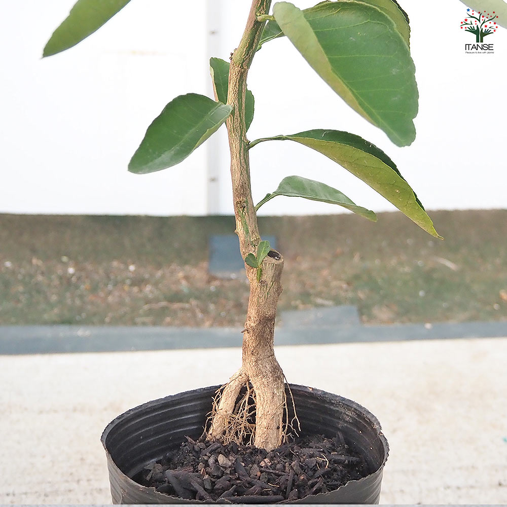 みかんの苗木 山下紅早生 【果樹の苗木 4号／1個売り】｜ 【植物の