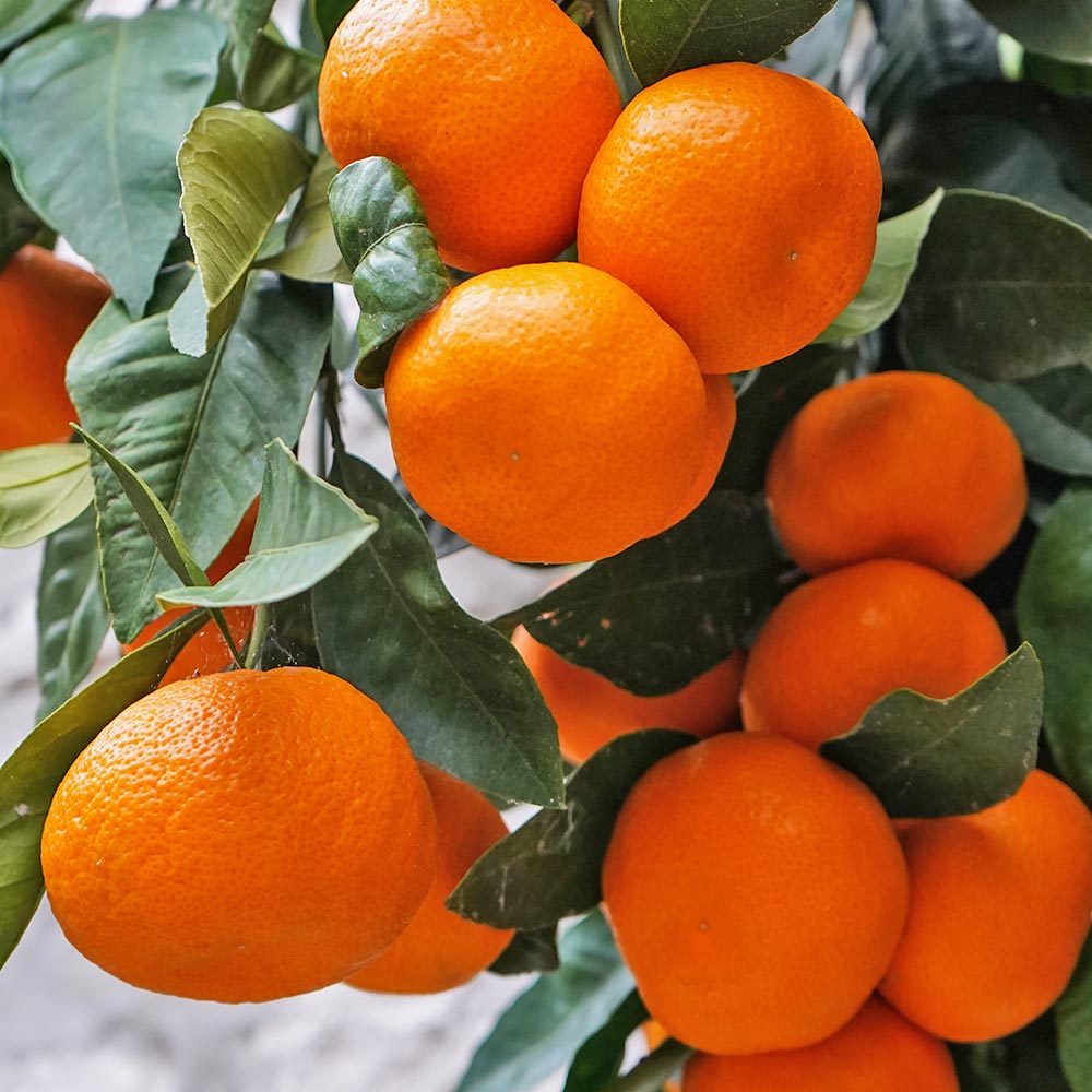 みかんの苗木 山下紅早生 【果樹の苗木 4号／1個売り】