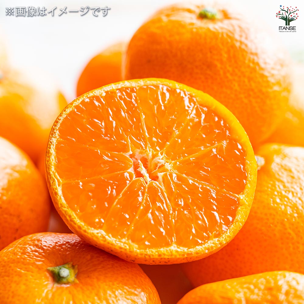 みかんの苗木 山下紅早生 【果樹の苗木 4号／1個売り】｜ 【植物の