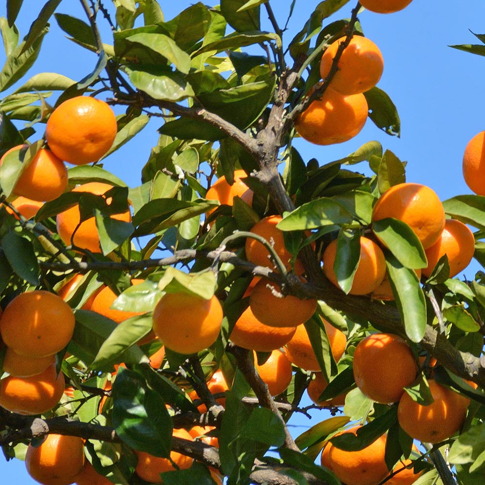 柑橘の苗 はれひめ 【果樹の苗木 4号／1個売り】