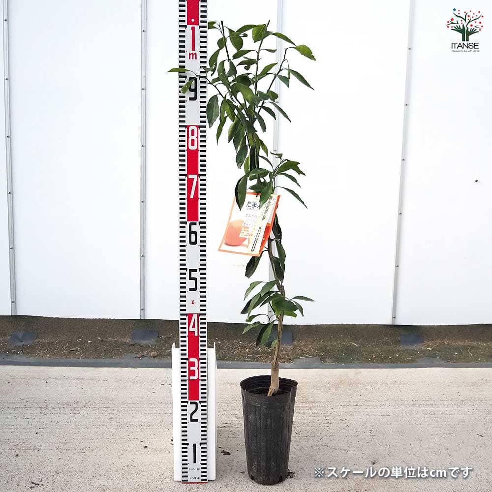 柑橘の苗 たまみ 【果樹の苗木 4号／1個売り】｜ 【植物のITANSE