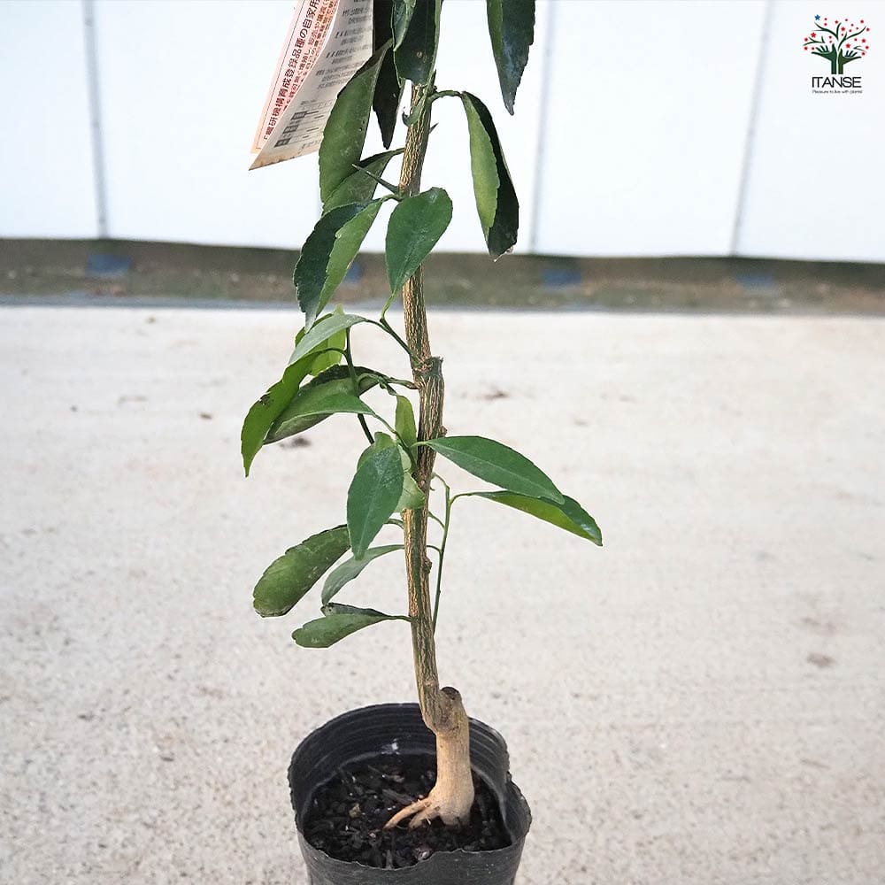 柑橘の苗 たまみ 【果樹の苗木 4号／1個売り】｜ 【植物のITANSE
