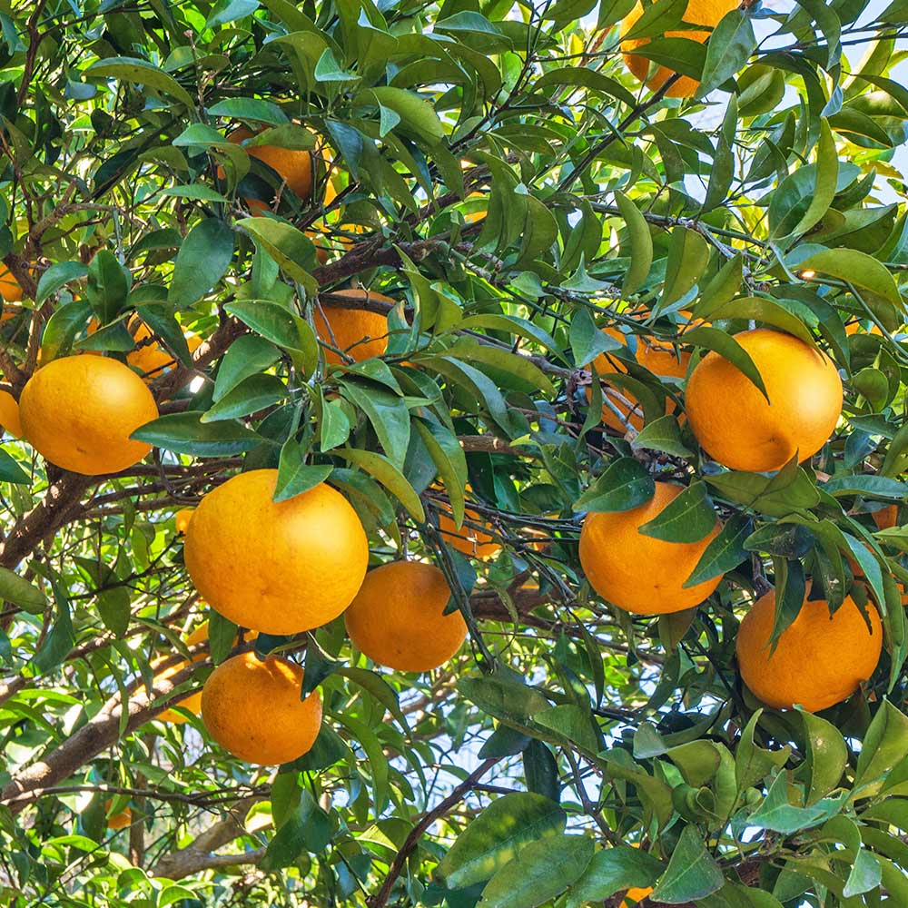 柑橘の苗 たまみ 【果樹の苗木 4号／1個売り】