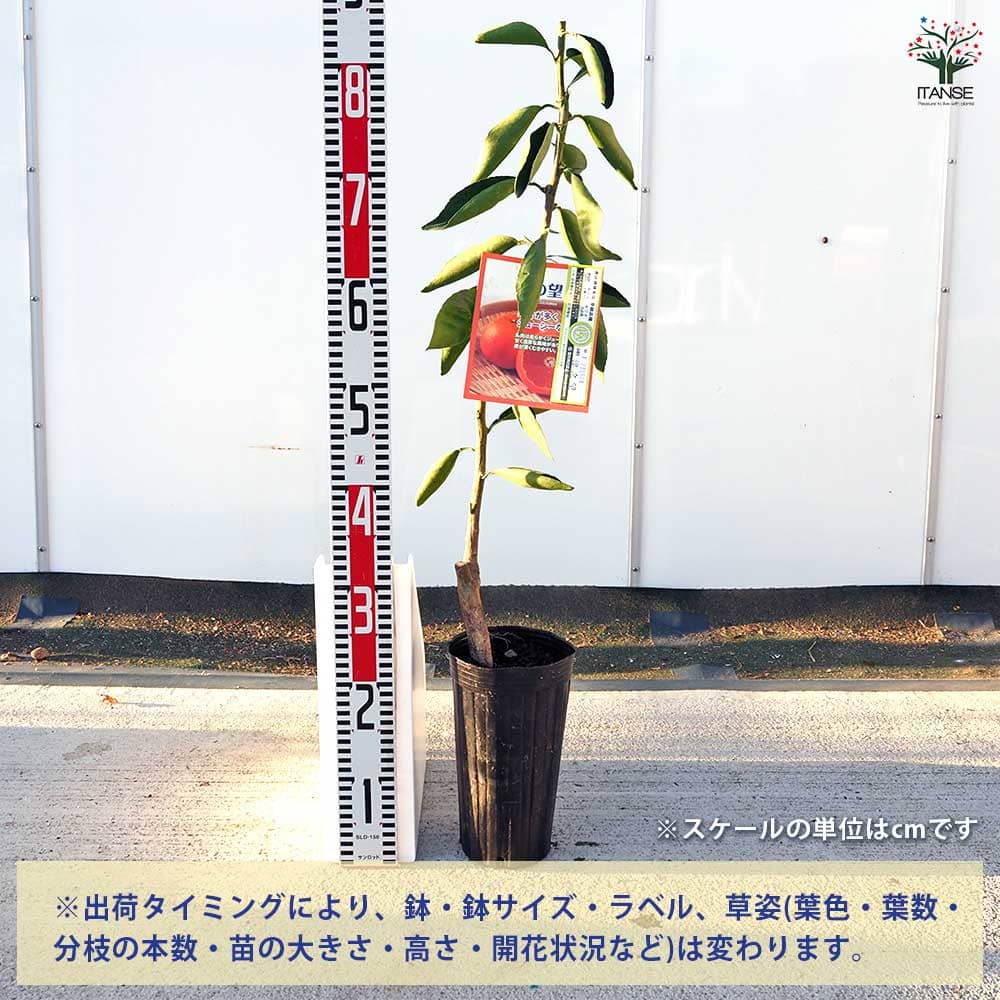 柑橘の苗 津之望 【果樹の苗木 4号／1個売り】｜ 【植物のITANSE