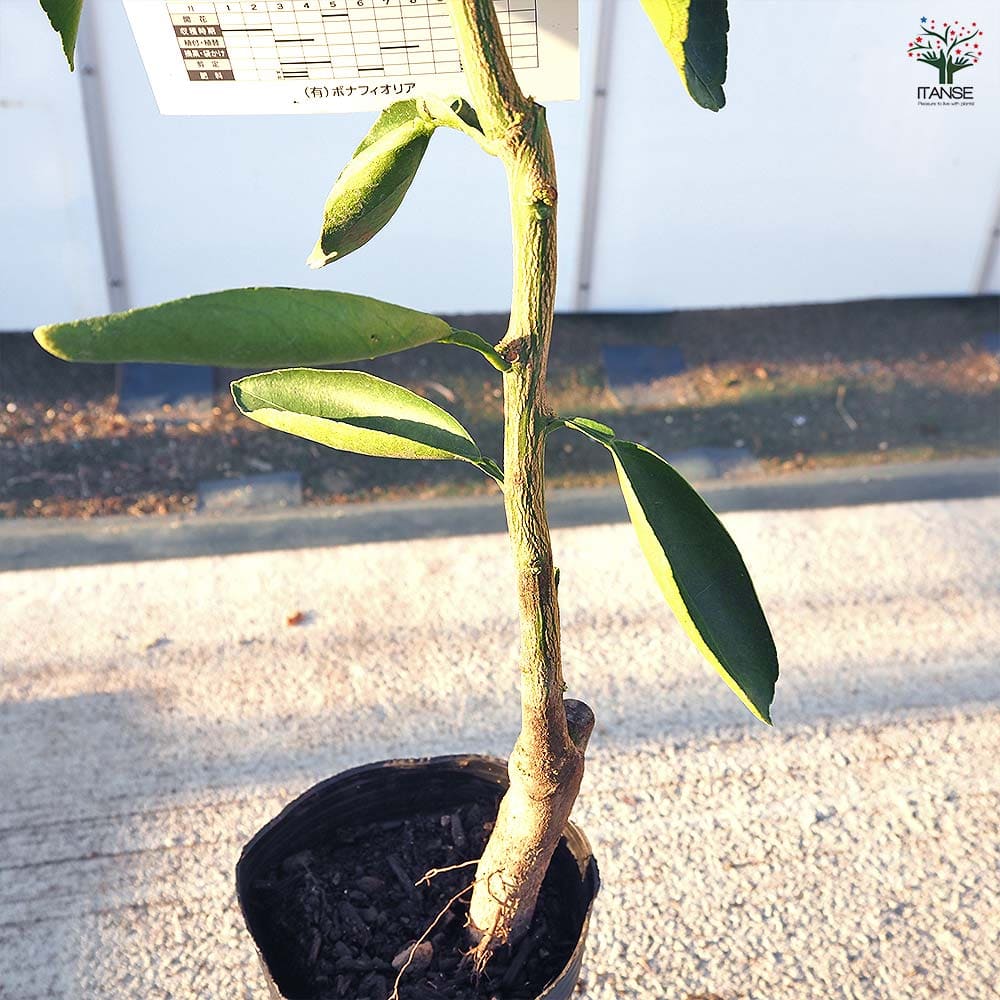 柑橘の苗 津之望 【果樹の苗木 4号／1個売り】｜ 【植物のITANSE