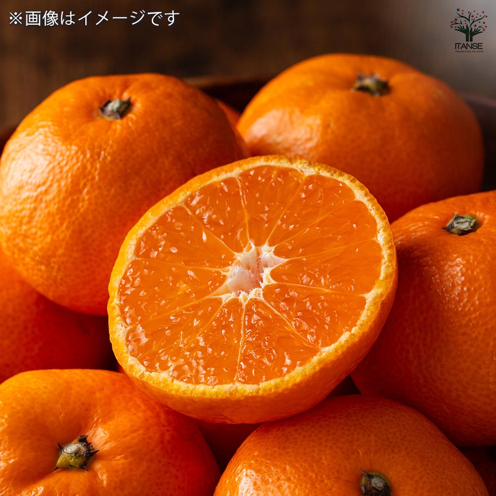 柑橘の苗 津之望 【果樹の苗木 4号／1個売り】｜ 【植物のITANSE