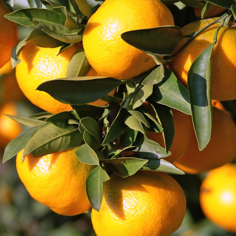 柑橘の苗 津之望 【果樹の苗木 4号／1個売り】