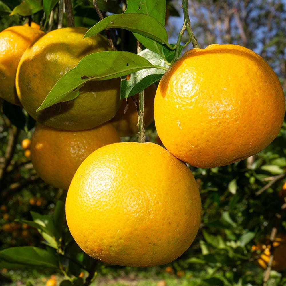 柑橘の苗 タンカン 【果樹の苗木 4号／1個売り】