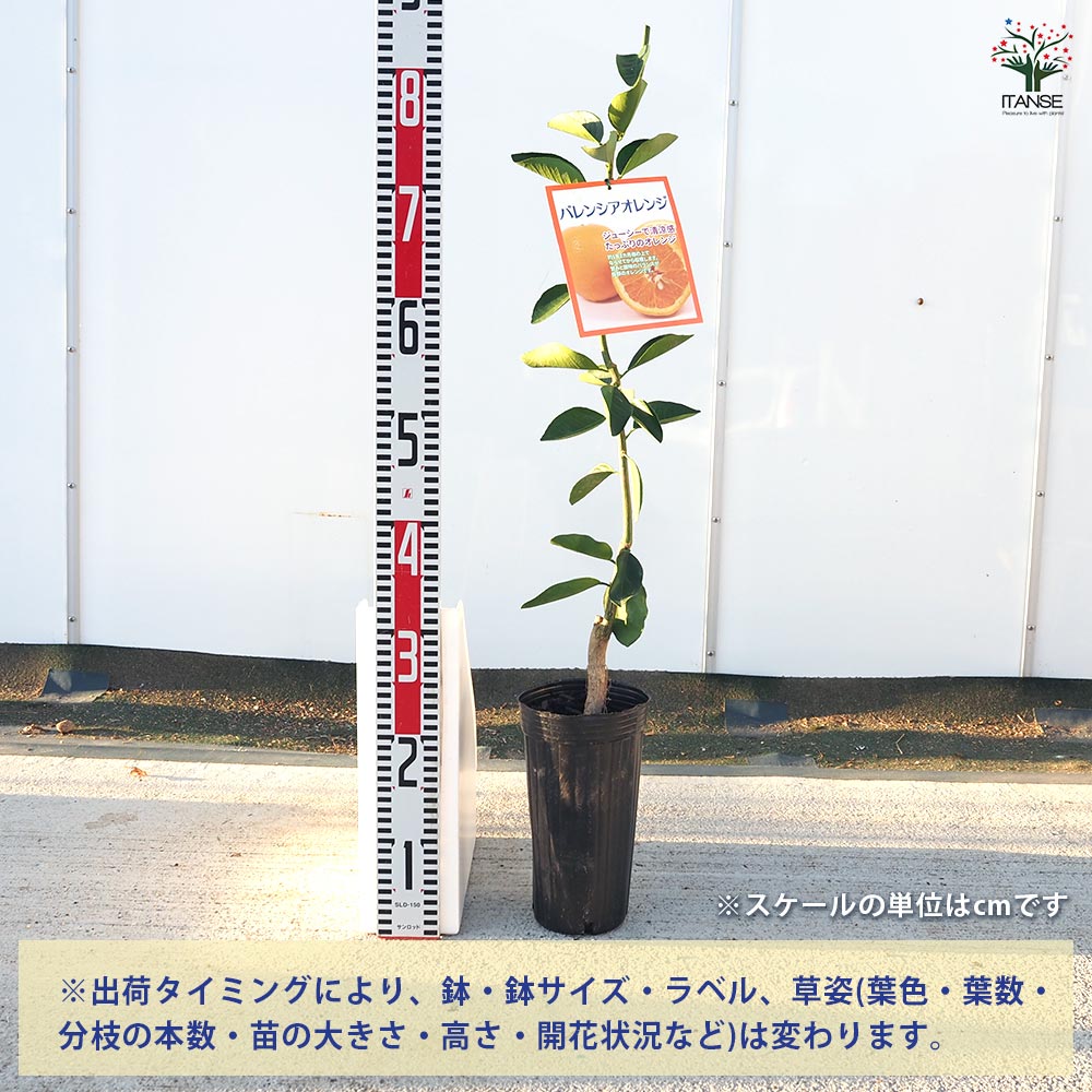 柑橘の苗 バレンシアオレンジ 【果樹の苗木 4号／1個売り】｜ 【植物の