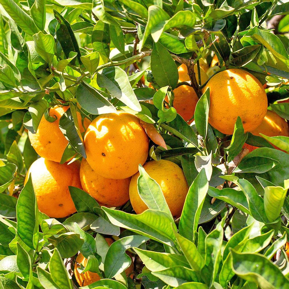 柑橘の苗 バレンシアオレンジ 【果樹の苗木 4号／1個売り】