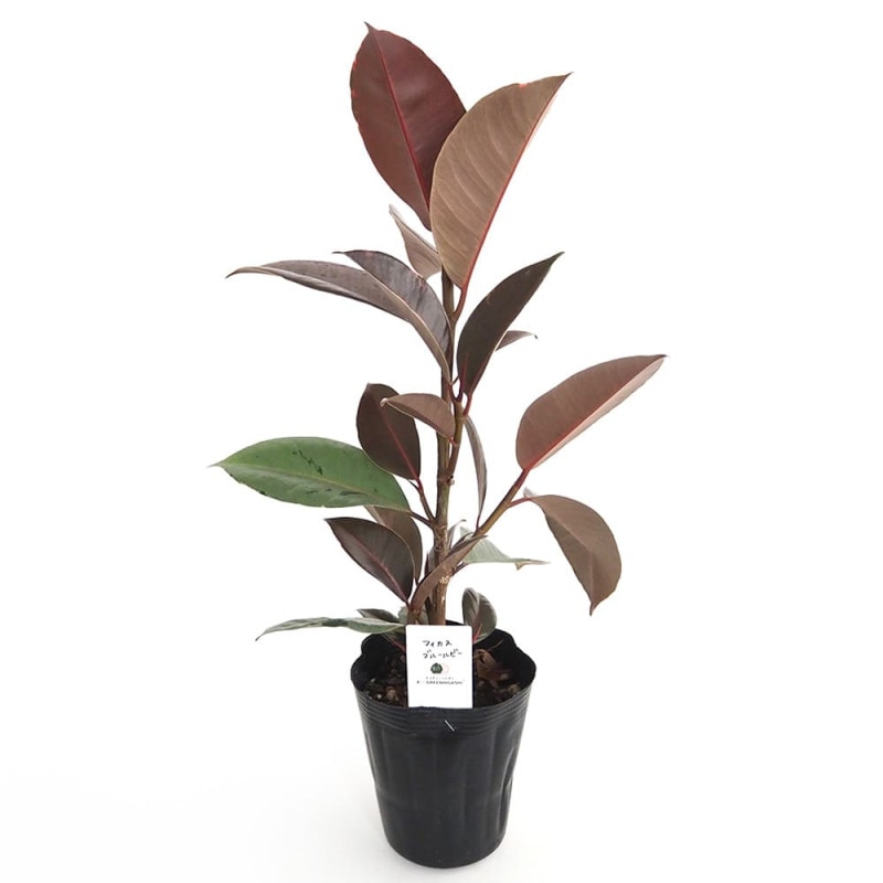 ダシリリオン ウィーレリ 【多肉植物 6号】｜ 【植物のITANSE