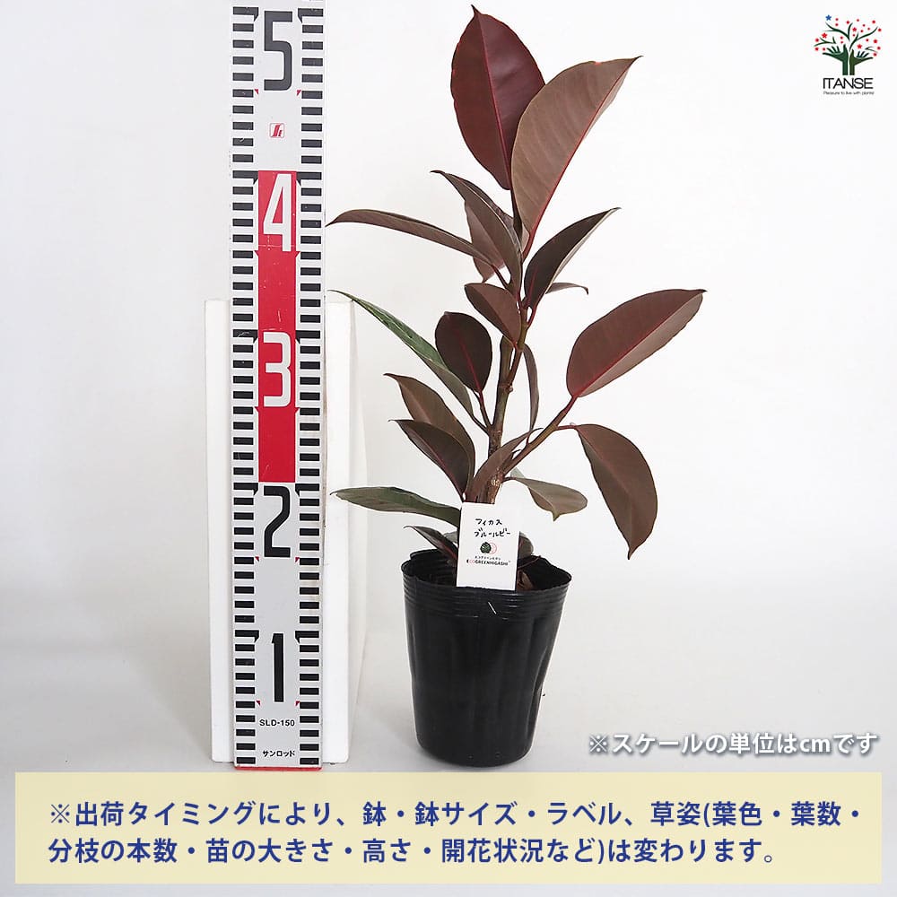 フィカス ブルールビー 【観葉植物 4号／1個売り】｜ 【植物の