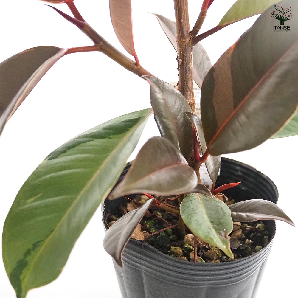 フィカス ブルールビー 【観葉植物 4号／1個売り】｜ 【植物の