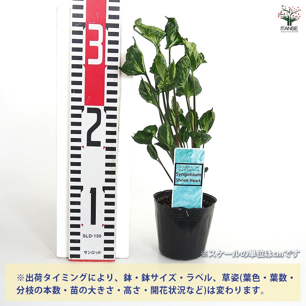 シンゴニューム(シンゴニウム) シュリンクハート 【観葉植物 3号