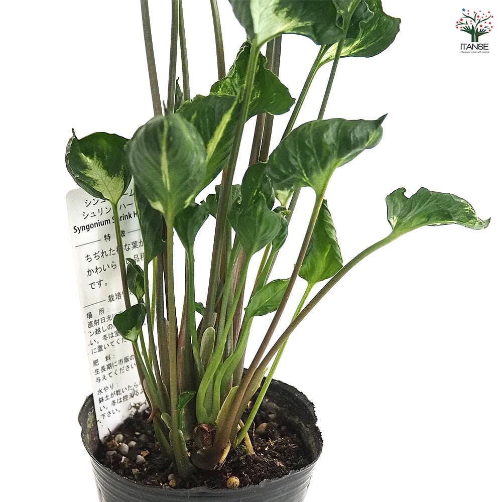 シンゴニューム(シンゴニウム) シュリンクハート 【観葉植物 3号