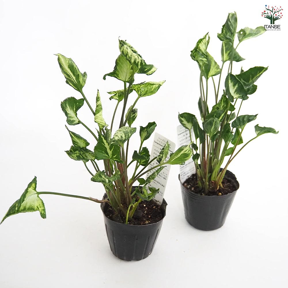 白斑入り　シンゴニウム　抜き苗　観葉植物　シンゴニューム　限定品！ 白斑入り シンゴニウム 抜き苗 観葉植物 シンゴニューム 限定品！ 人工