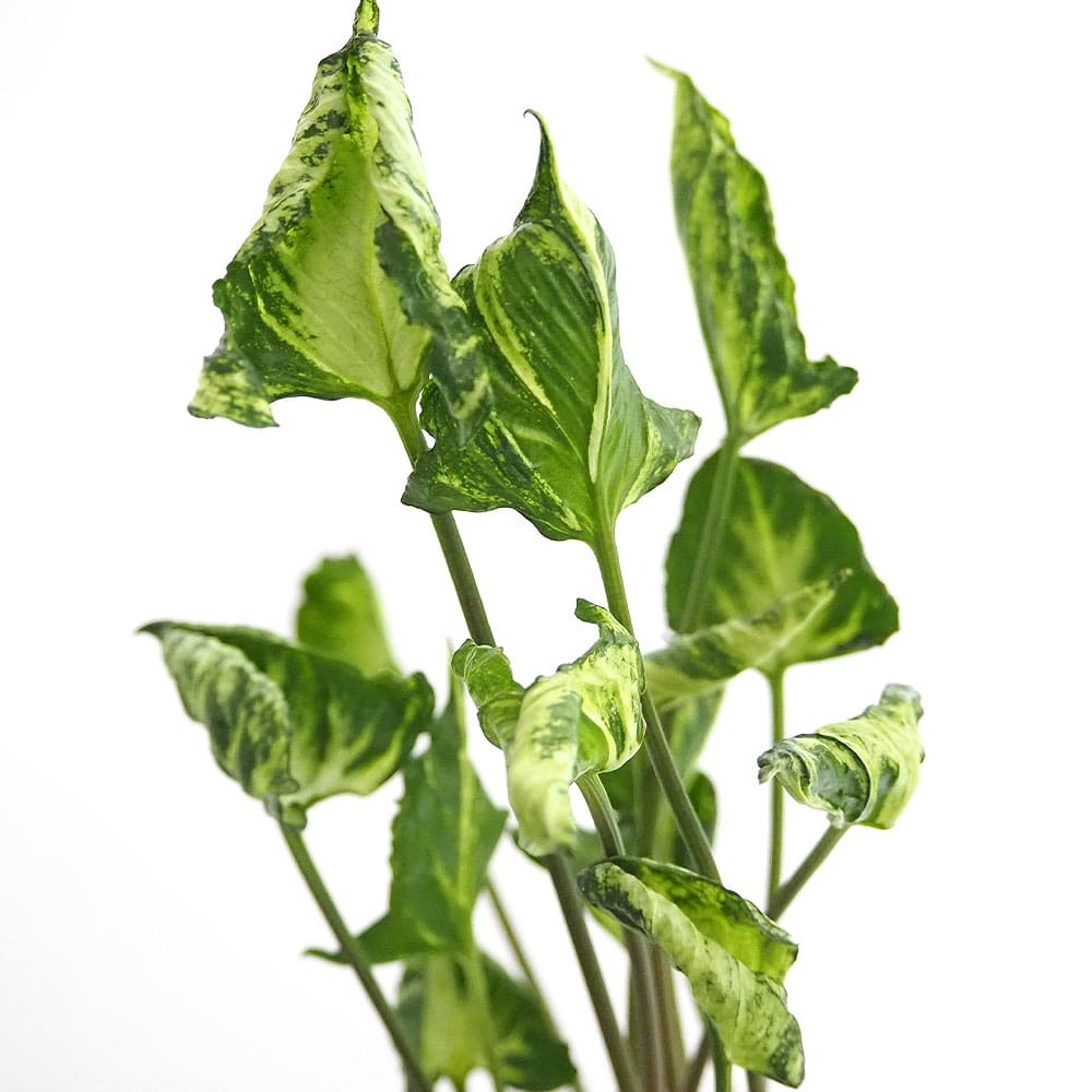 シンゴニューム(シンゴニウム) シュリンクハート 【観葉植物 3号】