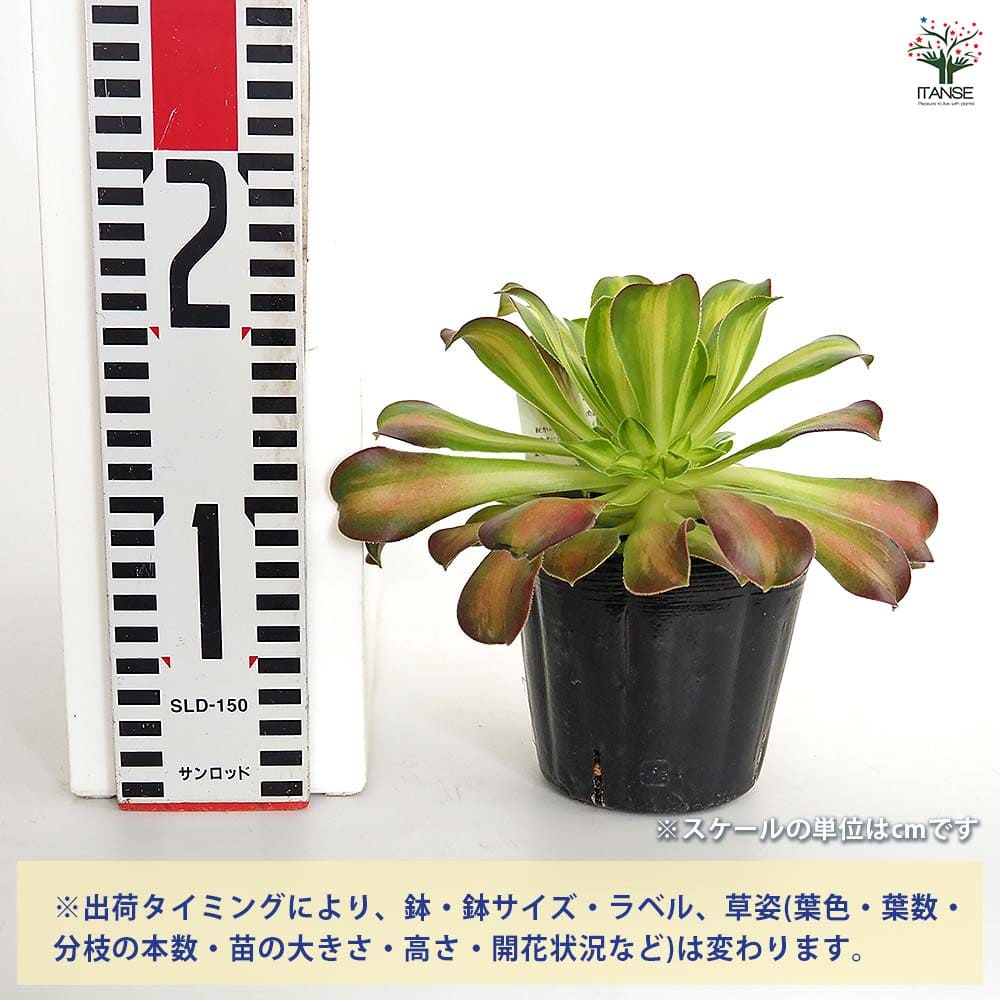 アエオニウム ショウカ 【多肉植物 3～3.5号】｜ 【植物のITANSE