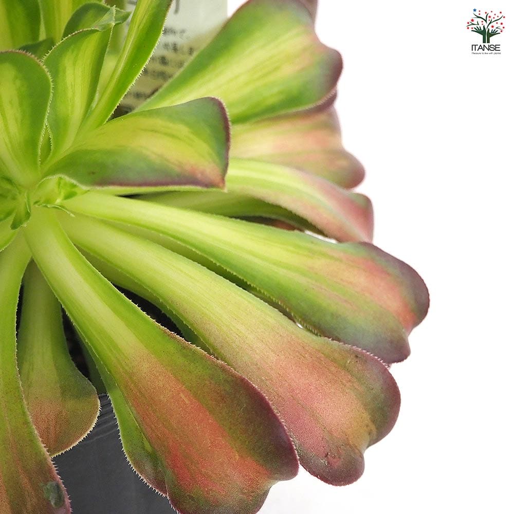 アエオニウム ショウカ 【多肉植物 3～3.5号】｜ 【植物のITANSE