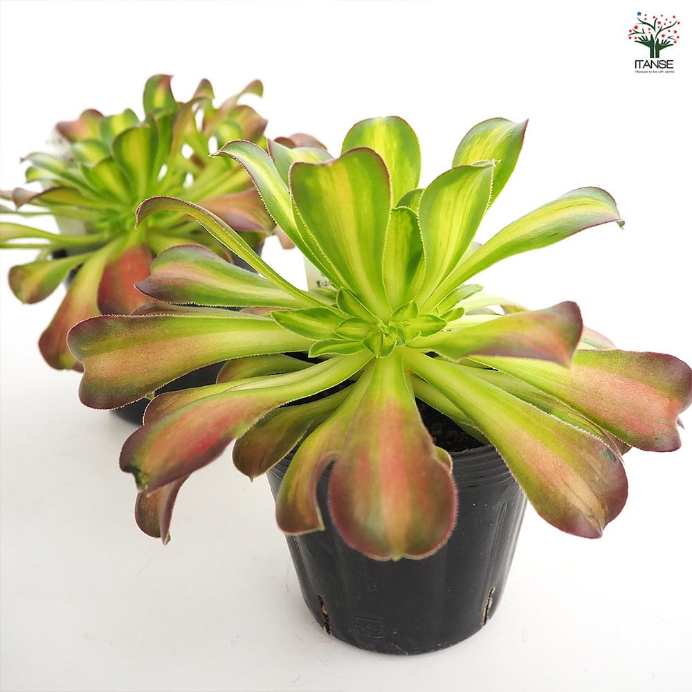 アエオニウム ショウカ 【多肉植物 3～3.5号】｜ 【植物のITANSE