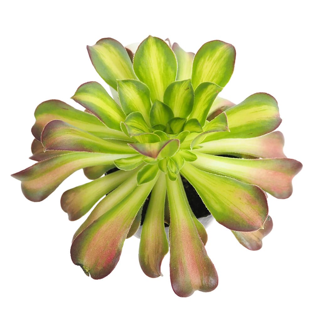 アエオニウム ショウカ 【多肉植物 3～3.5号】