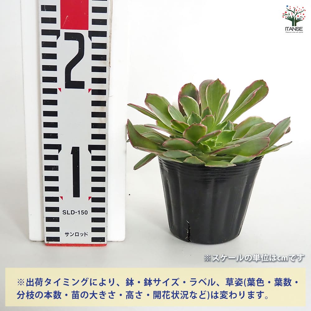 アエオニウム ハロウィン錦 【多肉植物 3～3.5号】｜ 【植物の