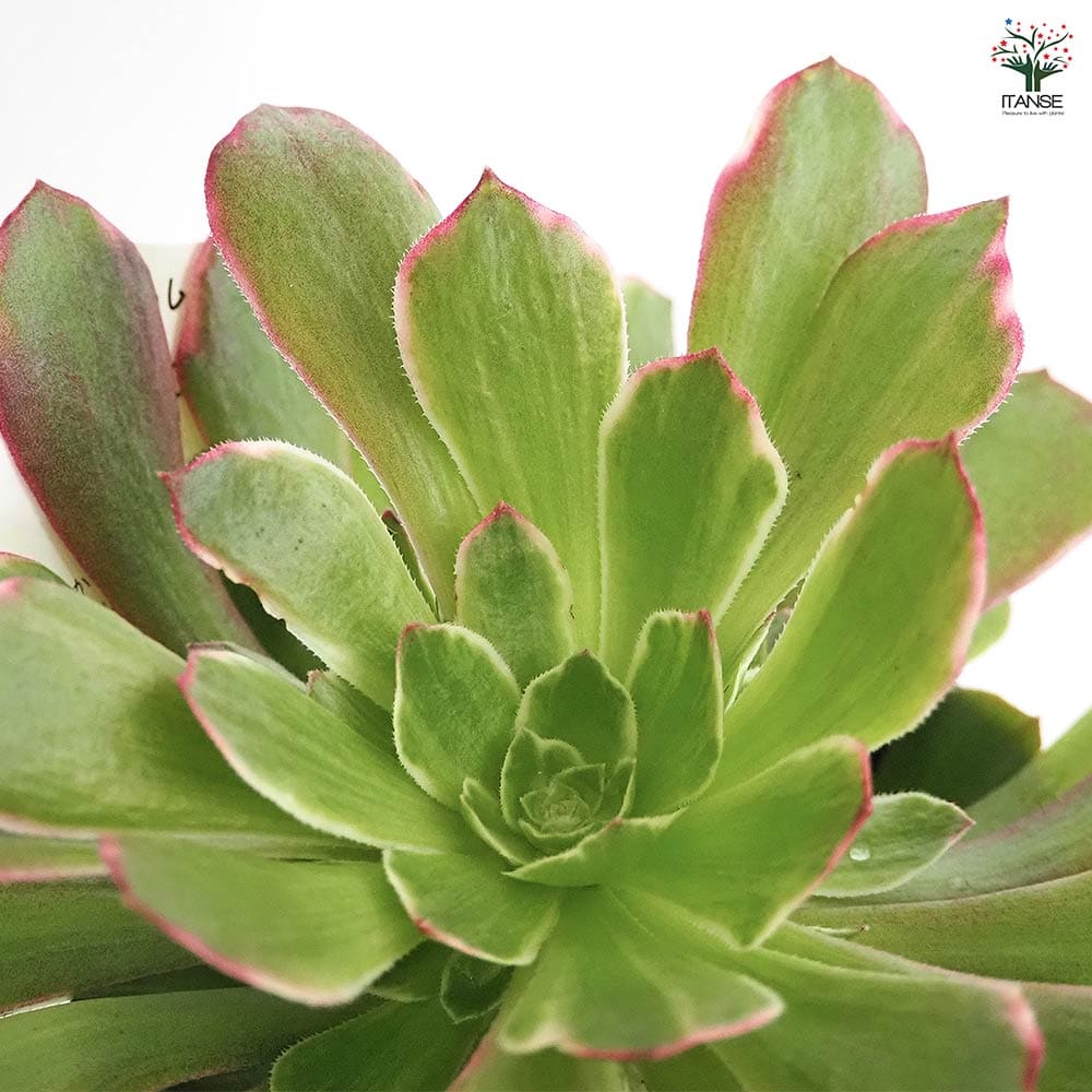 47#多肉植物アエオニウム錦❤️ハロウィンの新種変異❤️ライチ❤️9頭16cm拨き苗 47#多肉植物アエオニウム錦❤️ハロウィンの新種変異❤️ライチ❤️9頭16cm