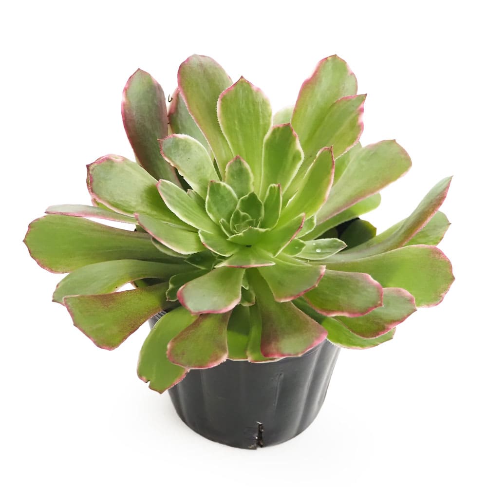 アエオニウム｜【植物のITANSE】全品送料無料・即出荷!