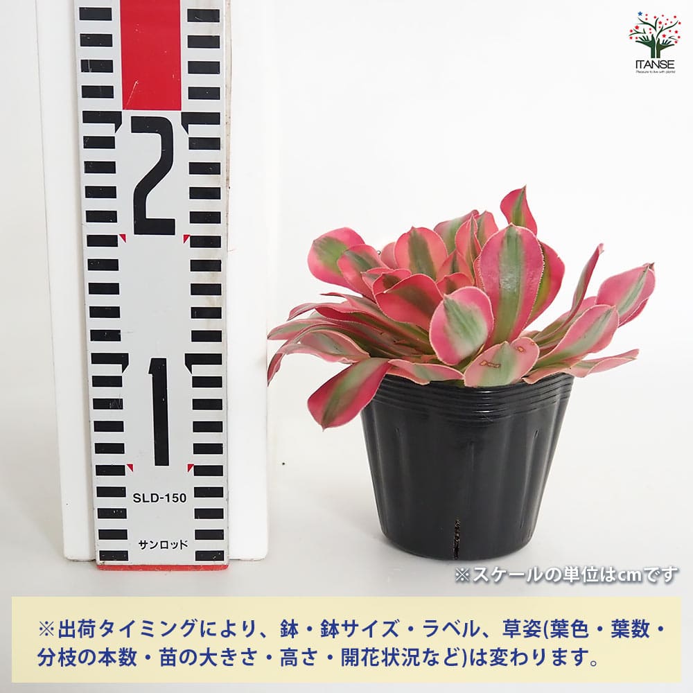 アエオニウム ハンゲ 【多肉植物 3～3.5号】｜ 【植物のITANSE